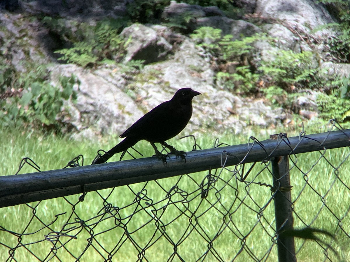 Common Grackle - ML638645803