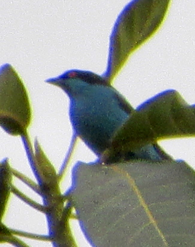 Turquoise Dacnis - ML638645829