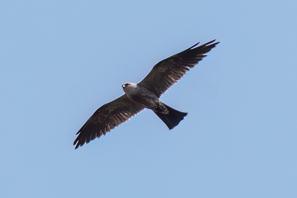 Mississippi Kite - ML638645856
