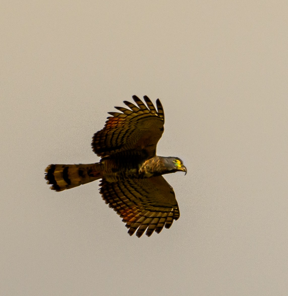 Hook-billed Kite - ML638645862