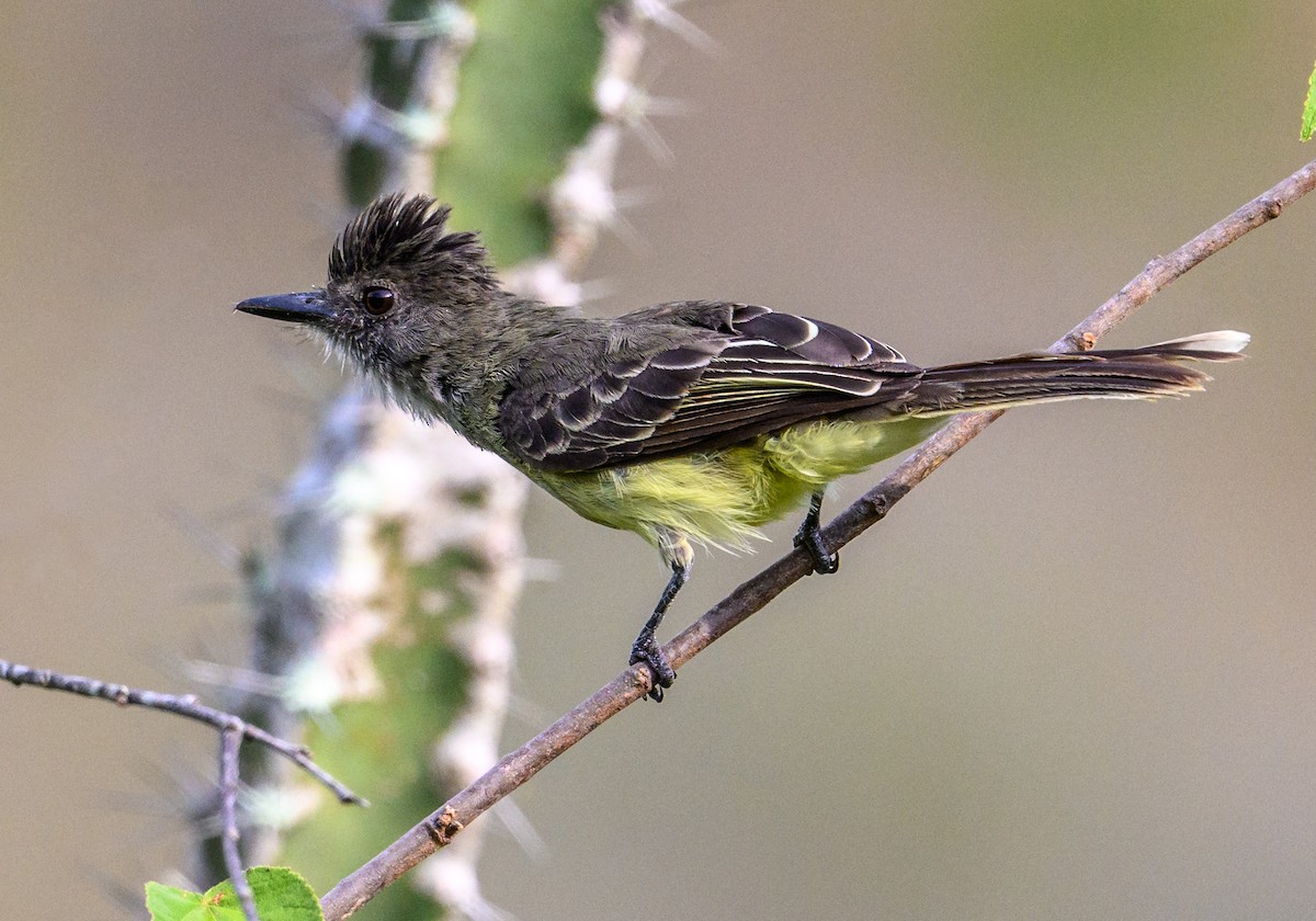 Apical Flycatcher - ML638645878