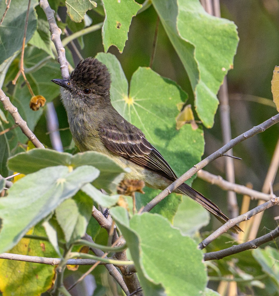 Apical Flycatcher - ML638645896