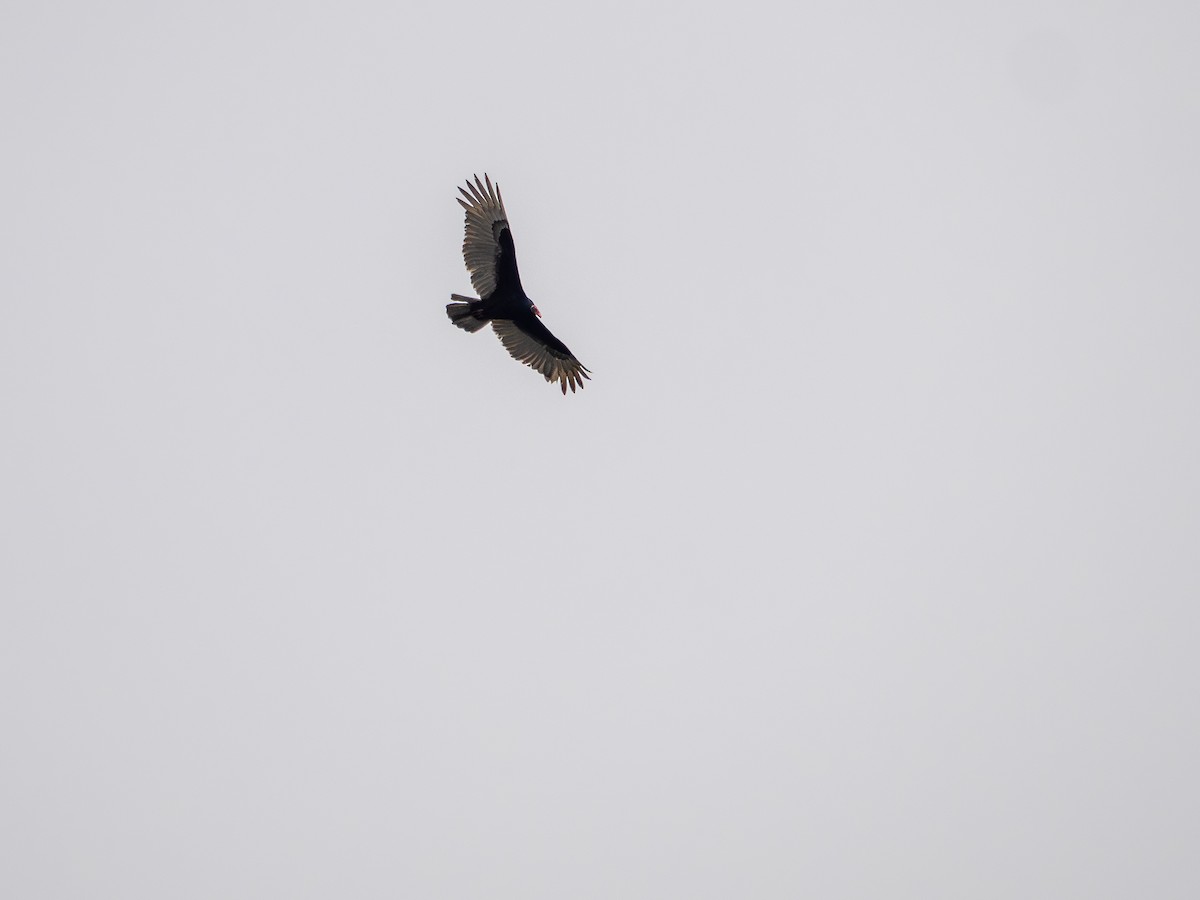Turkey Vulture - ML638645924