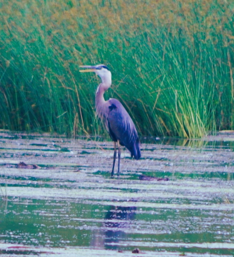 Great Blue Heron - ML638645930