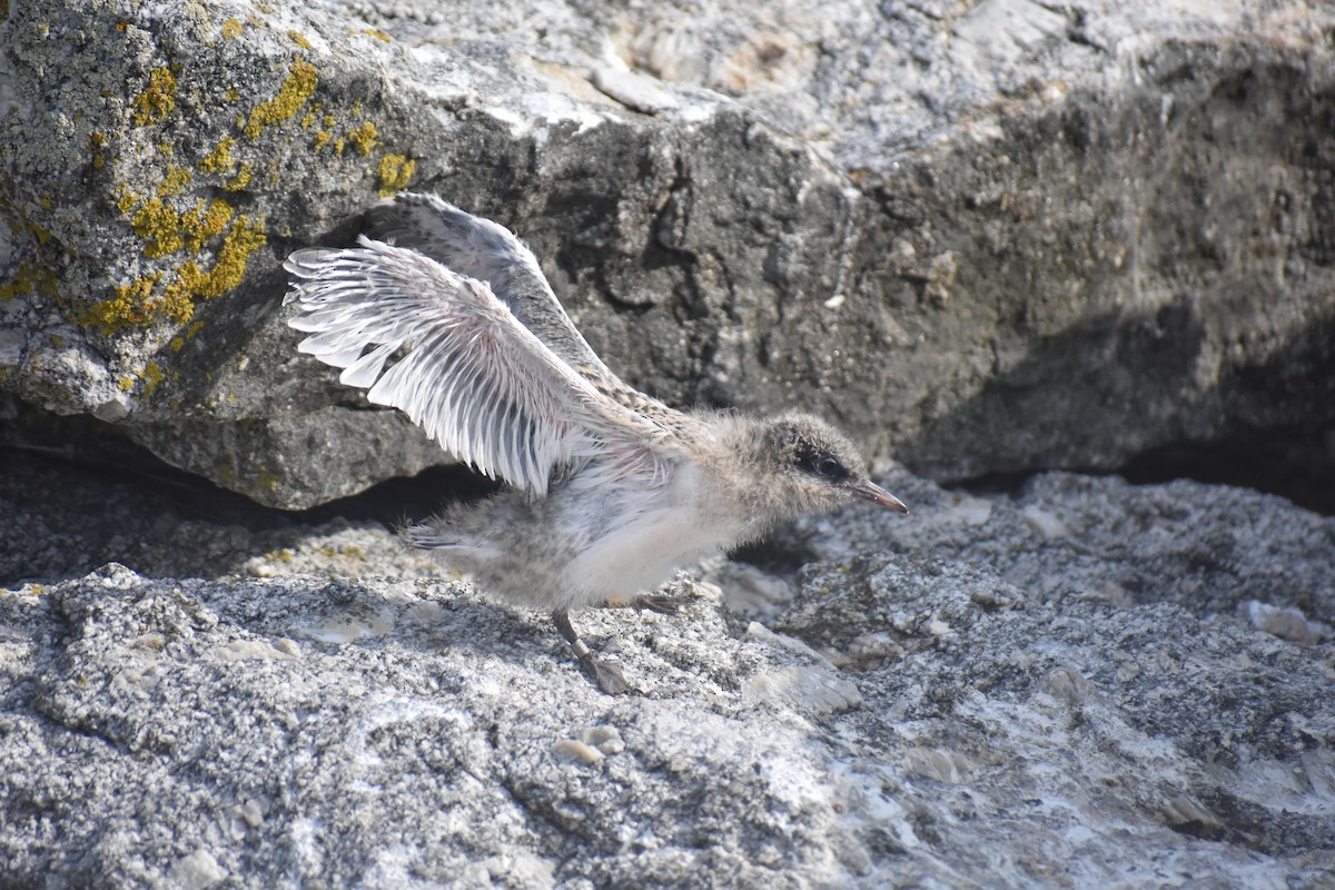 Roseate Tern - ML638645944
