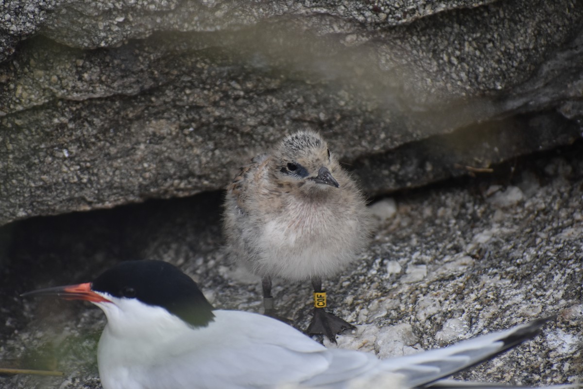 Roseate Tern - ML638645945
