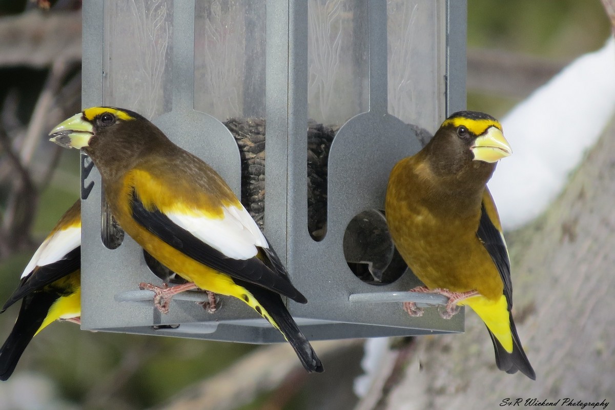 Evening Grosbeak - ML638645947