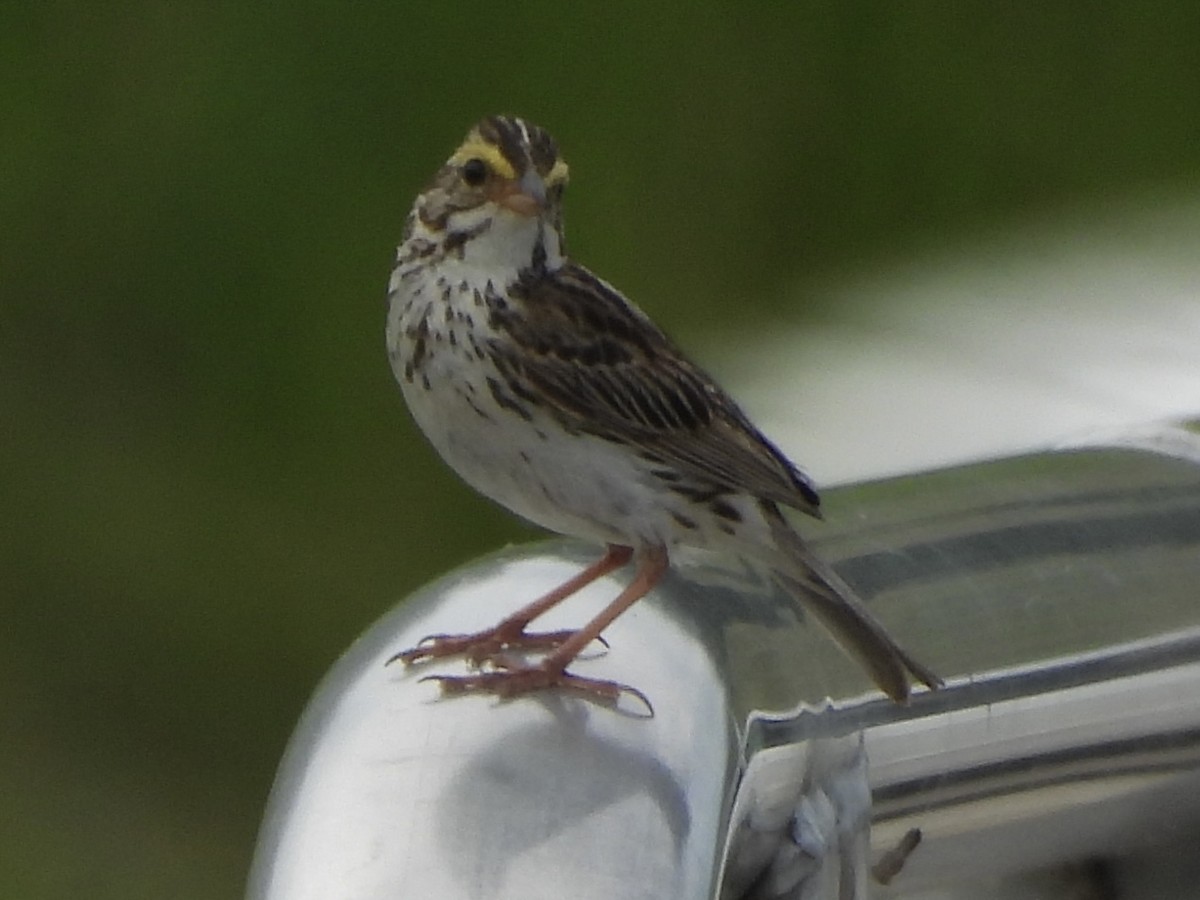 Savannah Sparrow - ML638645955