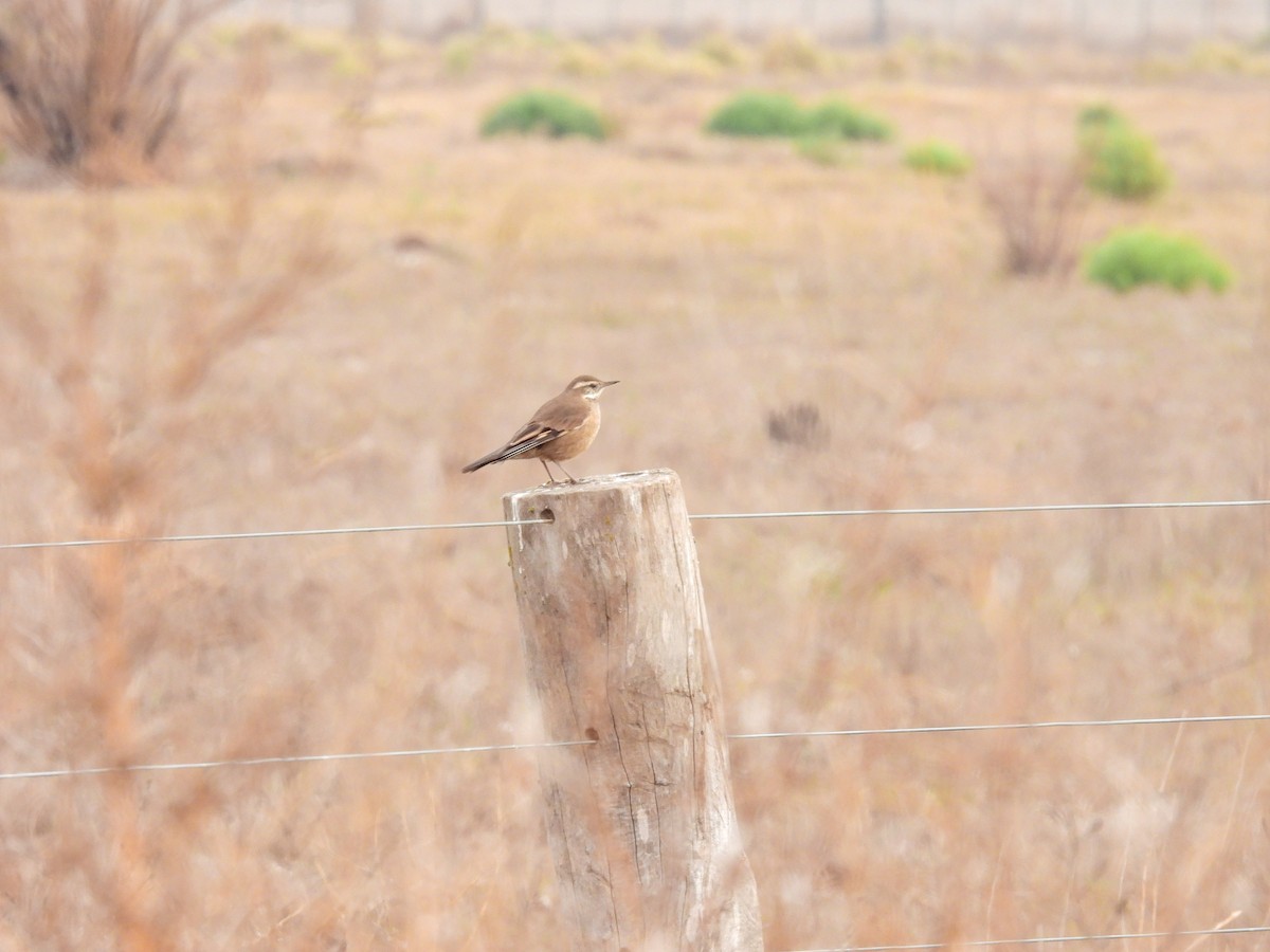 Buff-winged Cinclodes - ML638645959