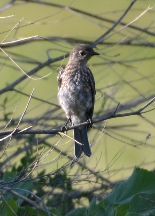 Eastern Bluebird - ML638645983