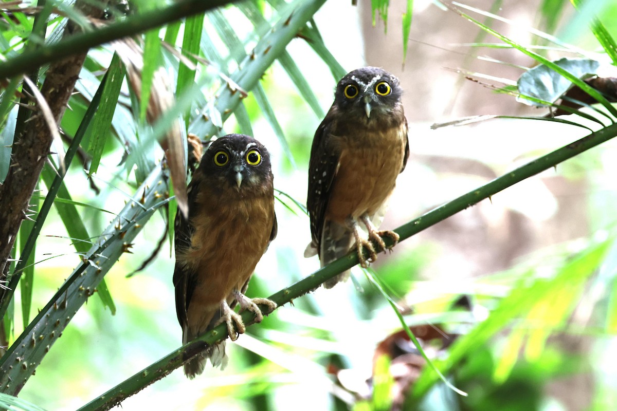 Ochre-bellied Boobook - ML638645985