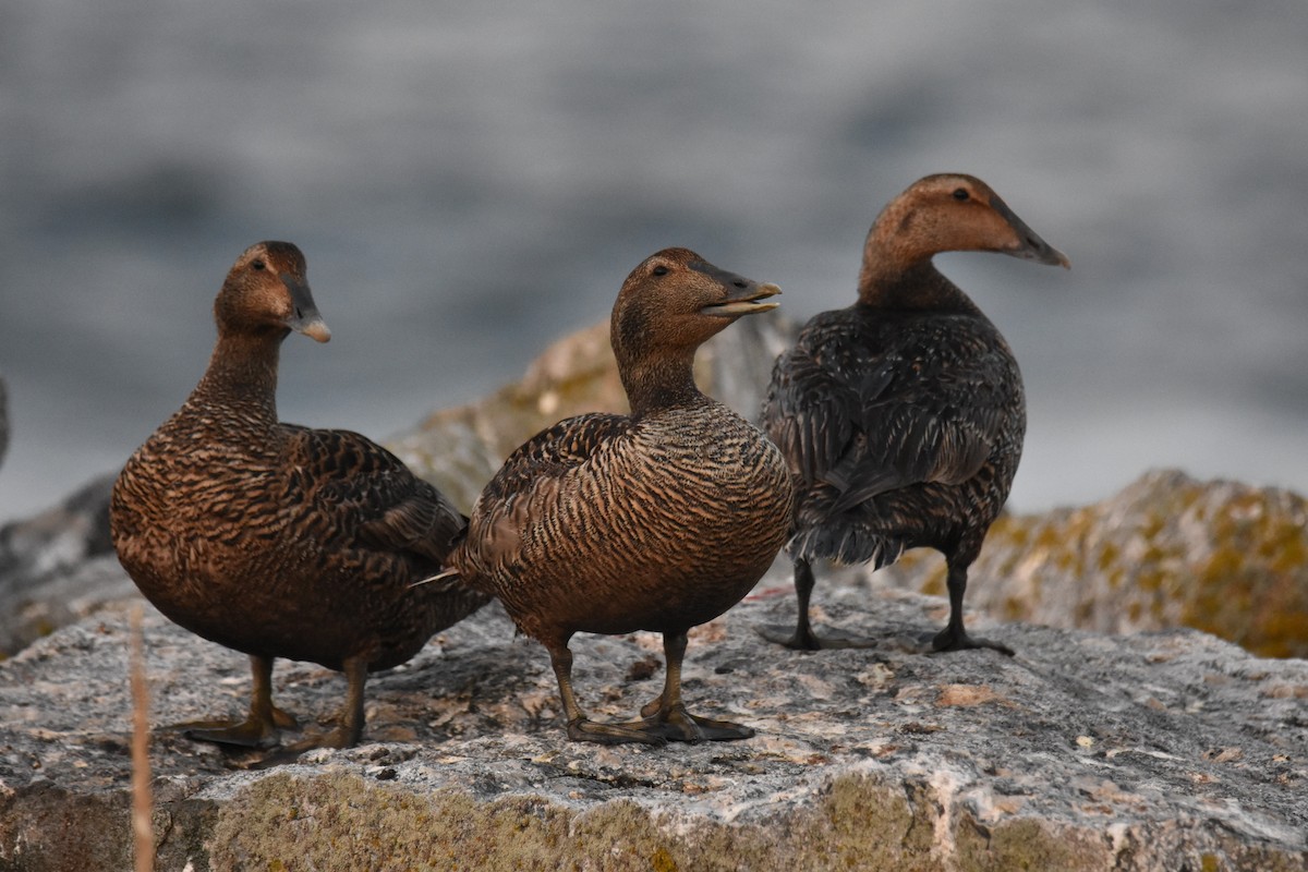 Common Eider - ML638646003