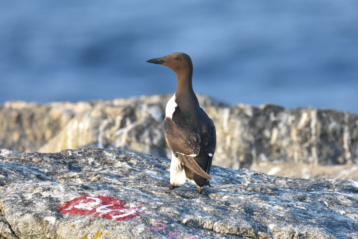 Common Murre - ML638646005