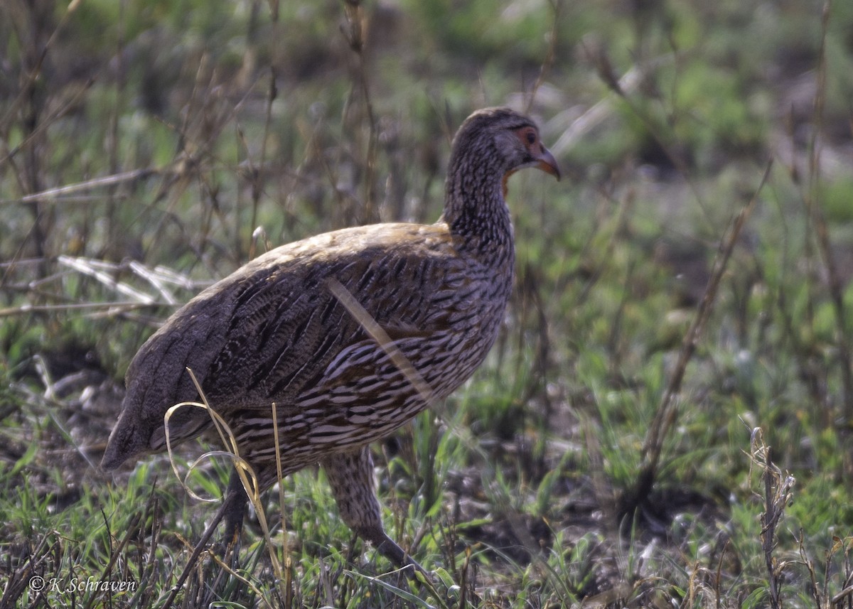 Gray-breasted Spurfowl - ML638646007
