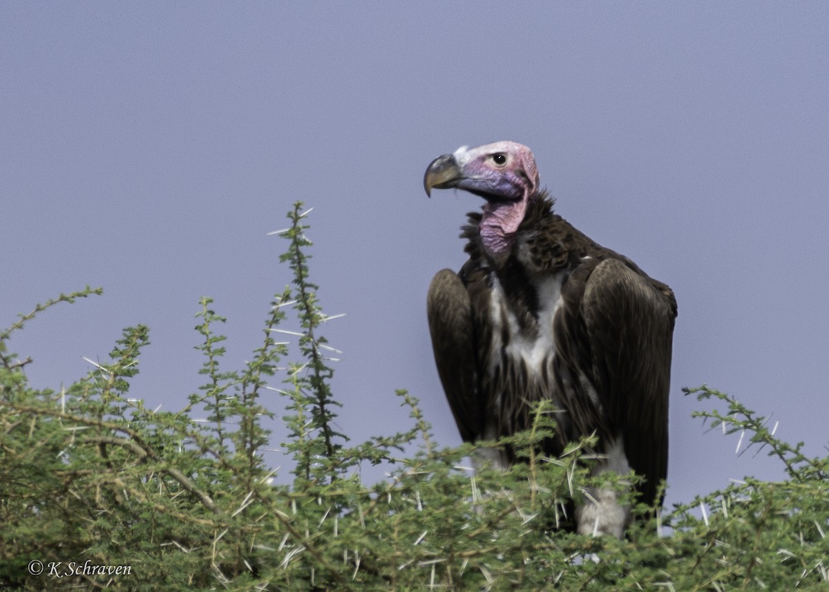 Lappet-faced Vulture - ML638646053