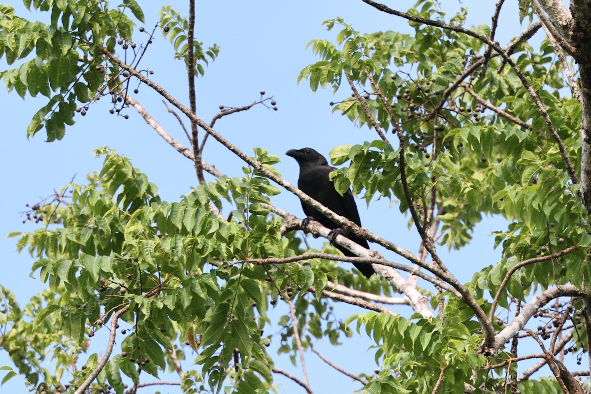 Sulawesi Crow - ML638646080