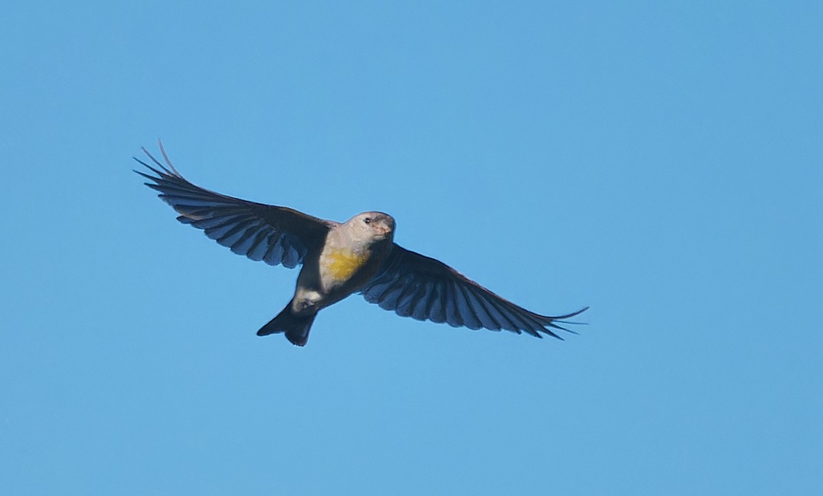 Lawrence's Goldfinch - ML638646083