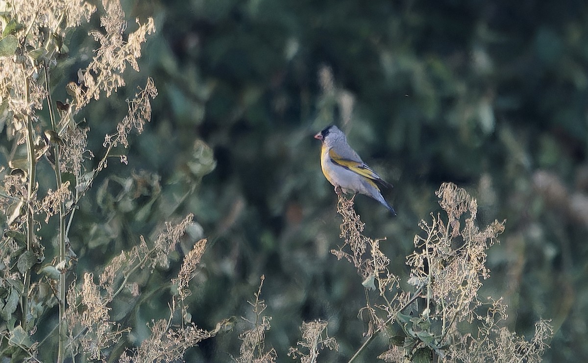 Lawrence's Goldfinch - ML638646084