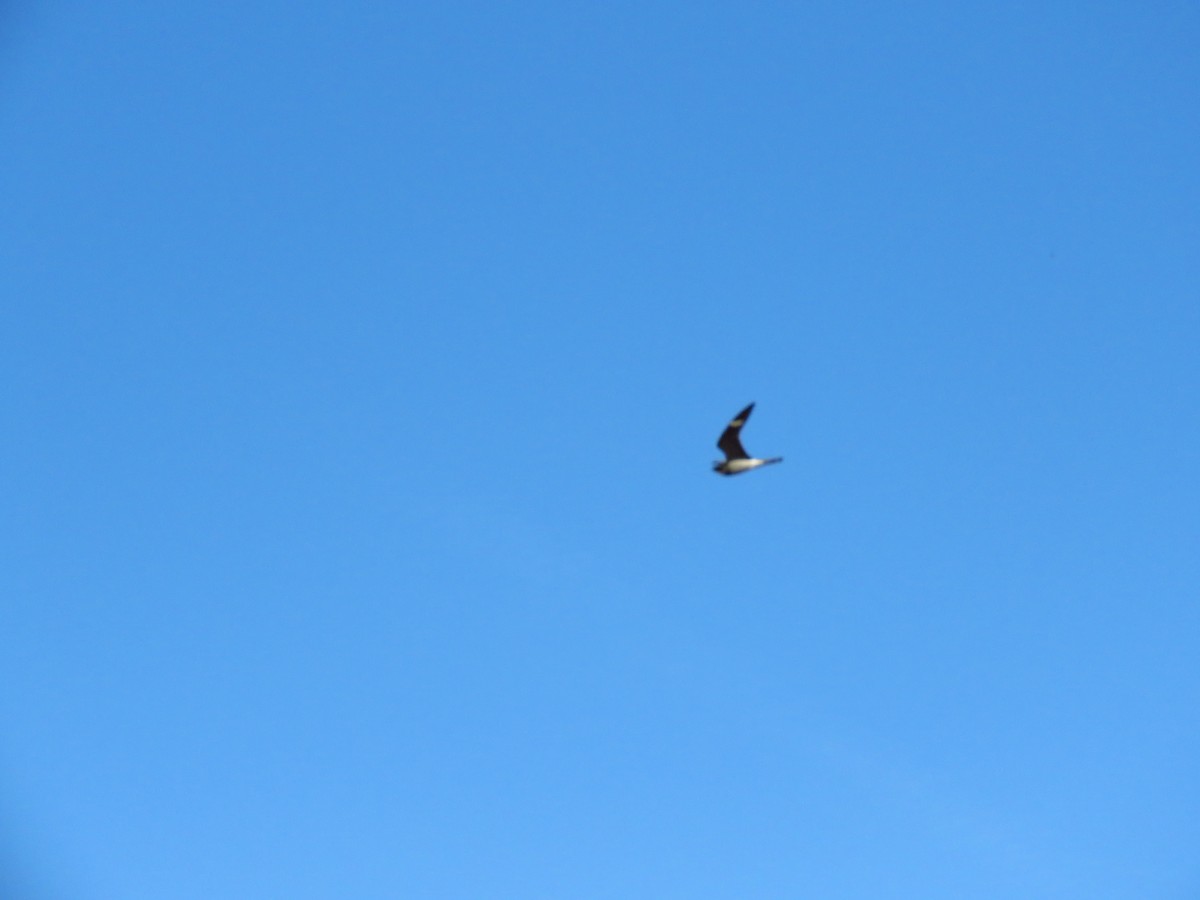 Common Nighthawk - ML638646137
