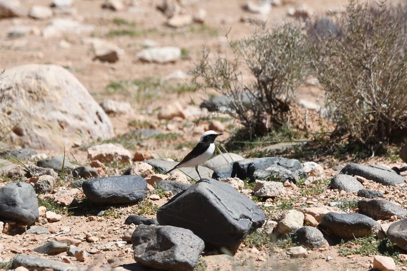 Mourning Wheatear (Maghreb) - ML638646163