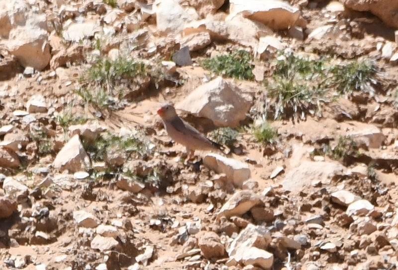 Küçük Alamecek - ML638646175