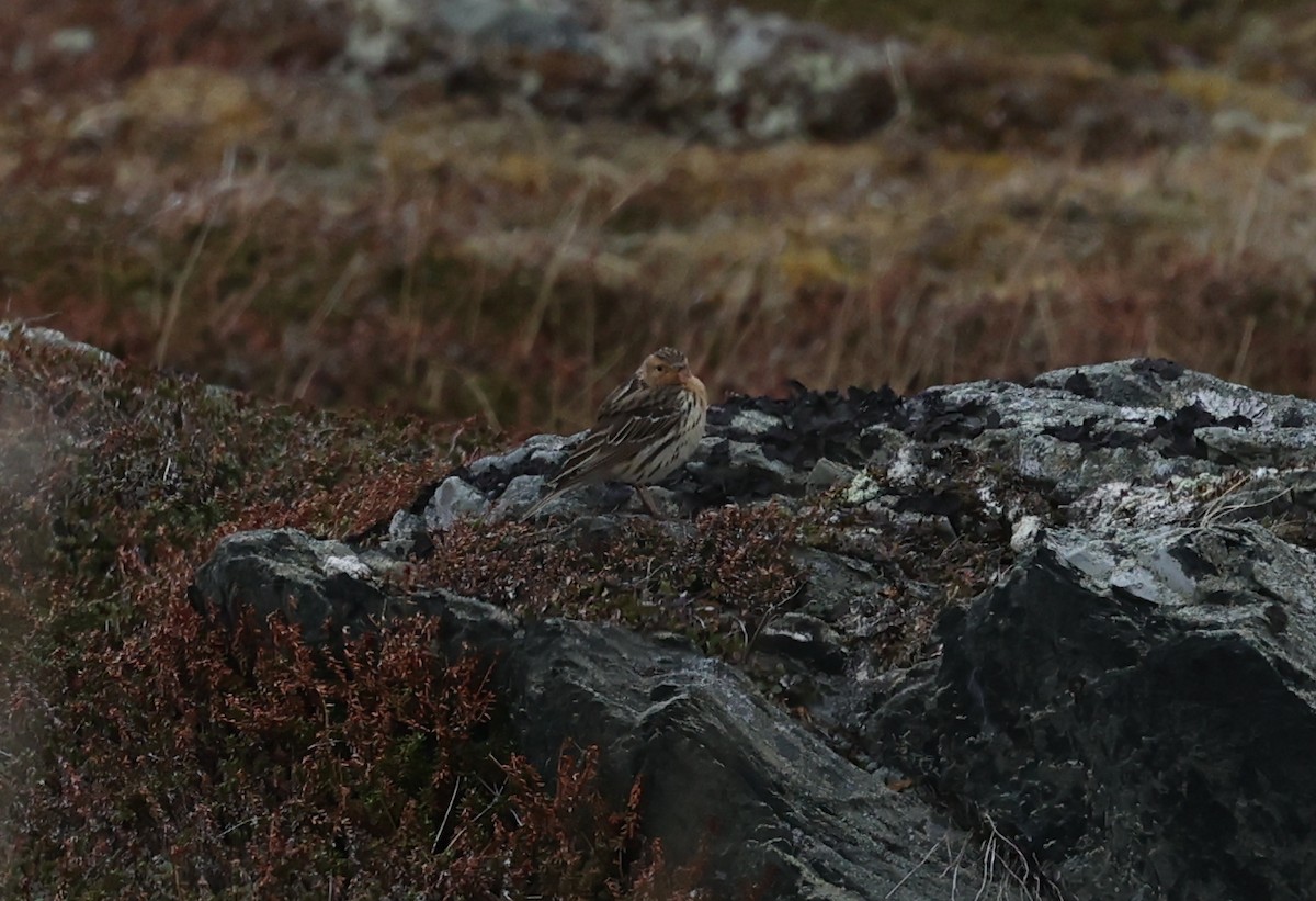 Red-throated Pipit - ML638646205