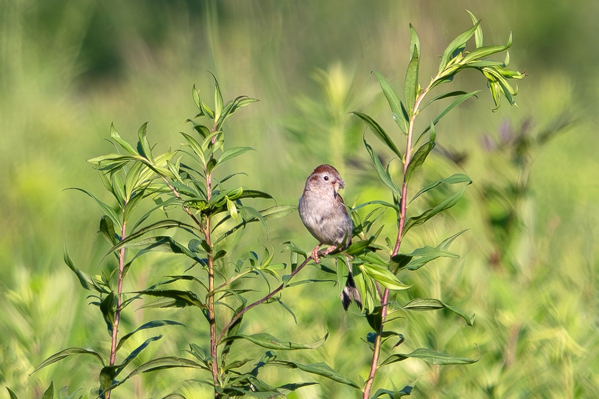 Field Sparrow - ML638646210