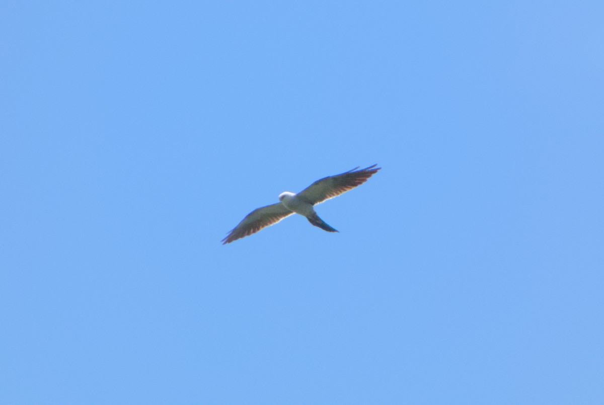 Mississippi Kite - ML638646228