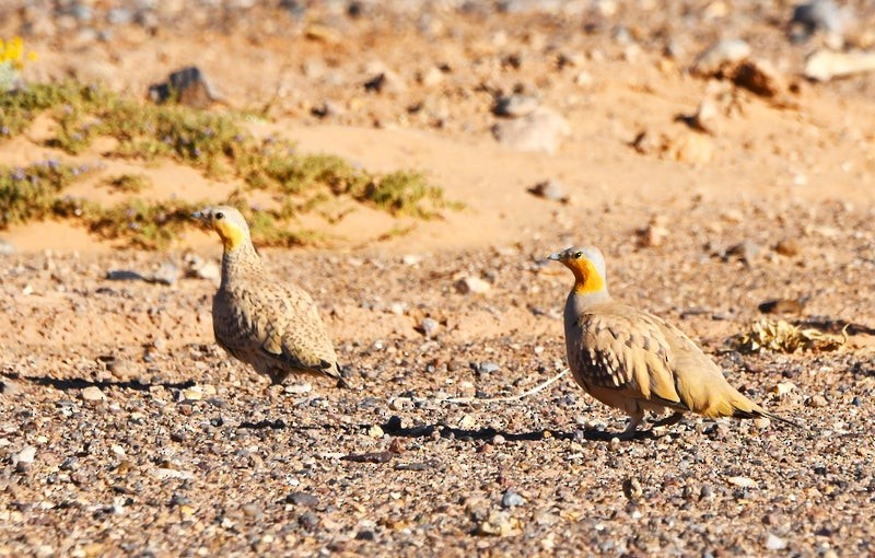 Spotted Sandgrouse - ML638646231