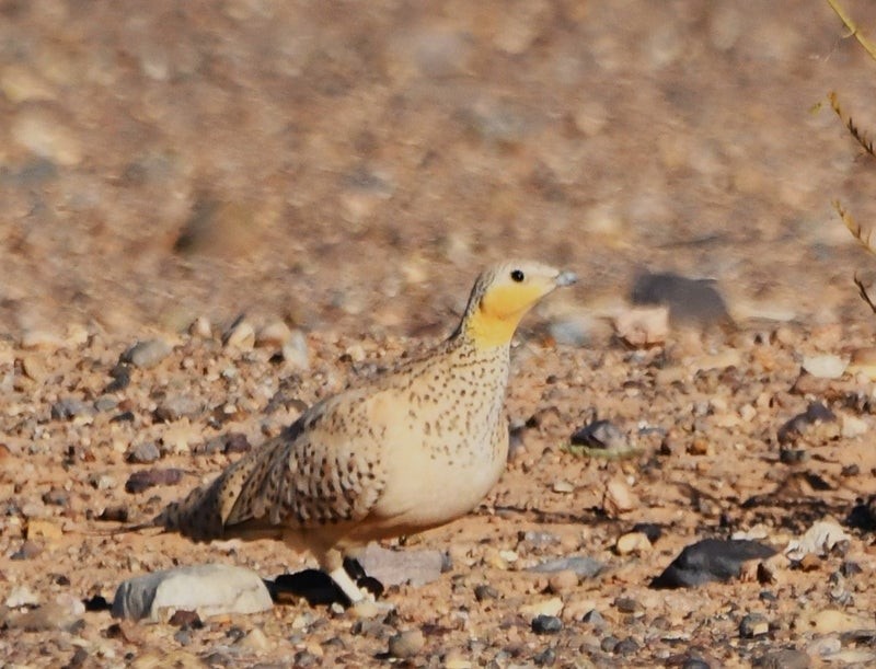 Spotted Sandgrouse - ML638646233