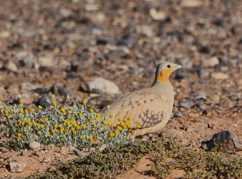 Spotted Sandgrouse - ML638646242