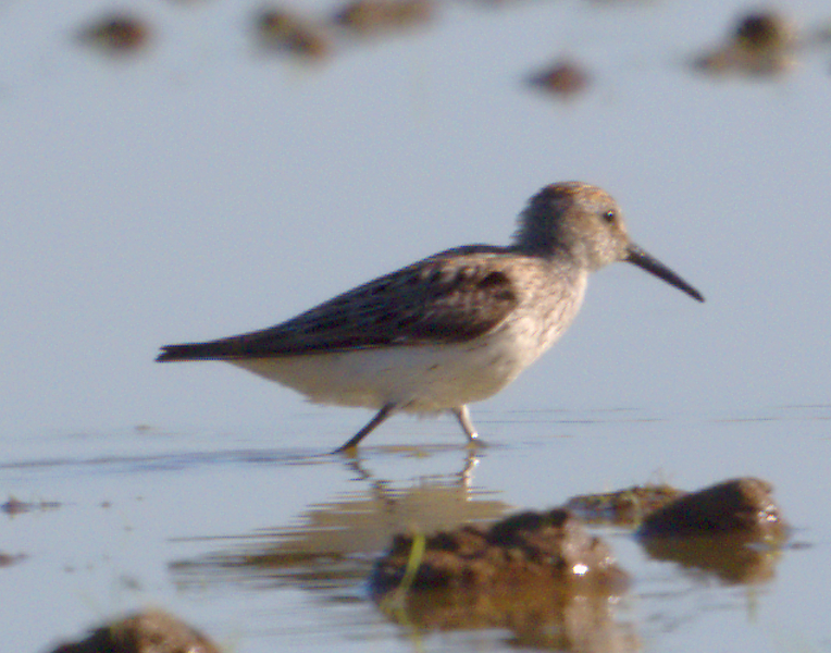 Western Sandpiper - ML638646247