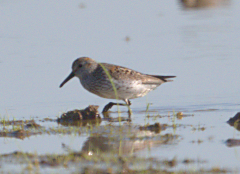 Western Sandpiper - ML638646248
