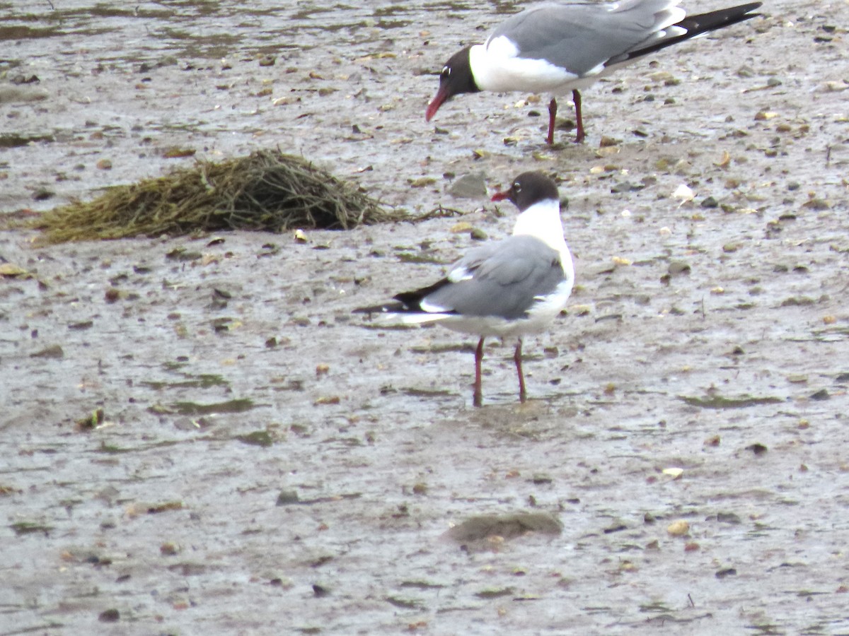 Laughing Gull - ML638646256
