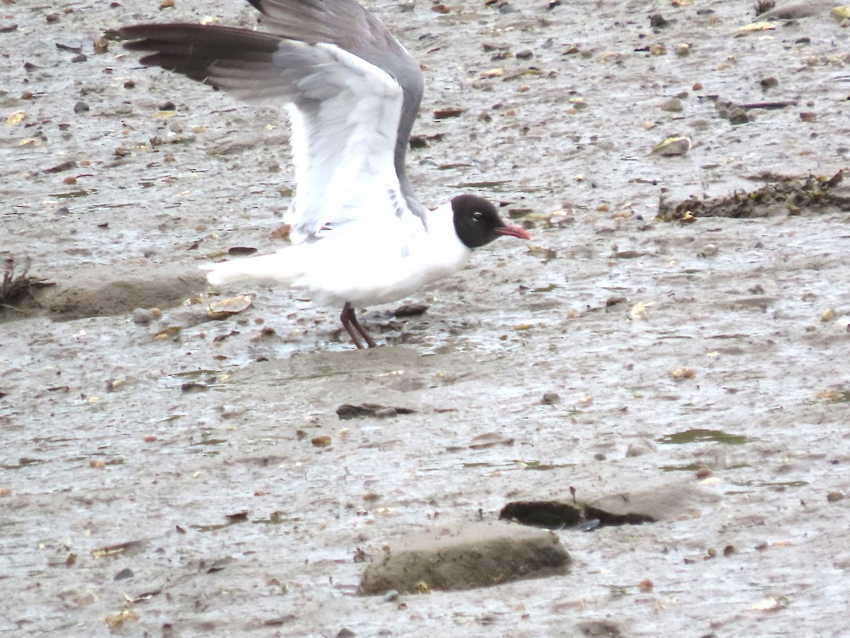 Laughing Gull - ML638646289
