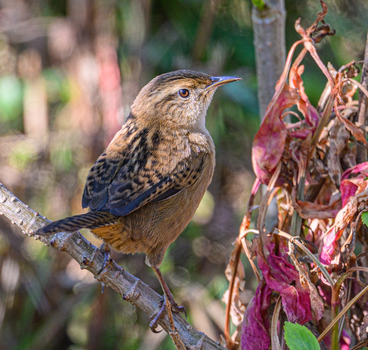 Grass Wren - ML638646290