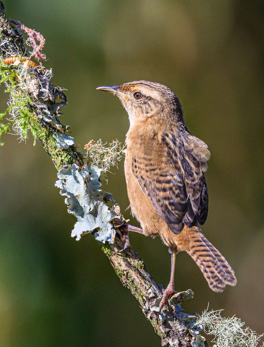 Grass Wren - ML638646291