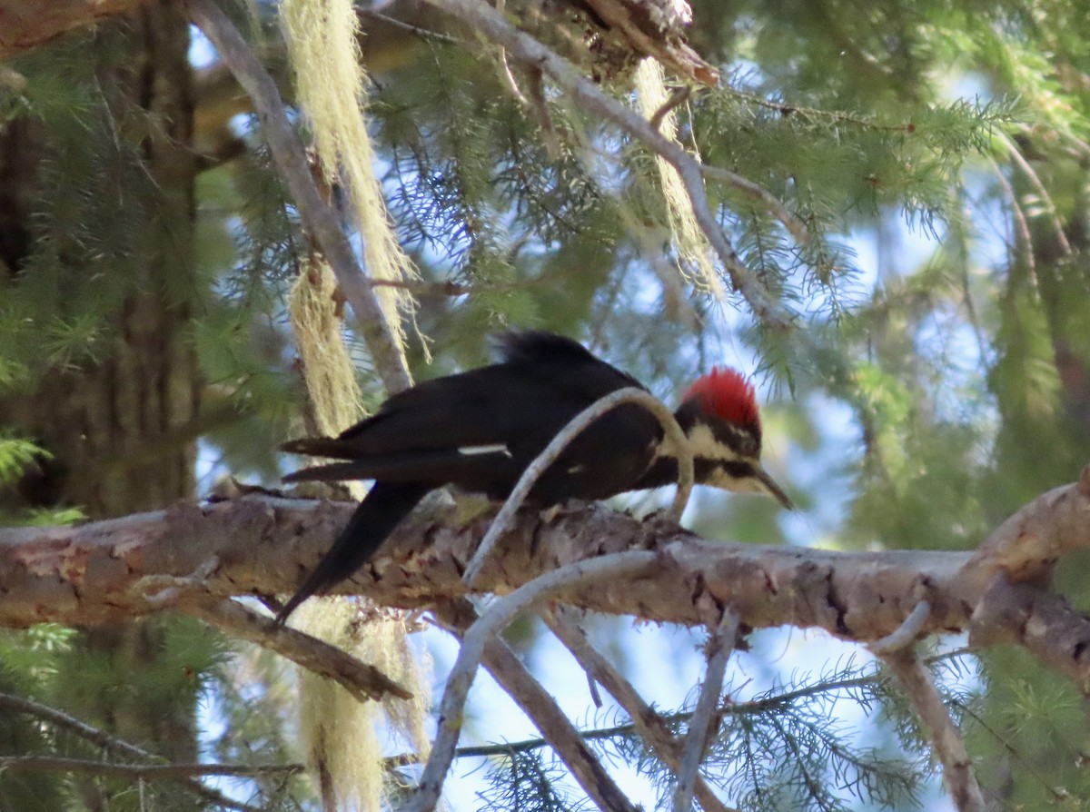 Pileated Woodpecker - ML638646297