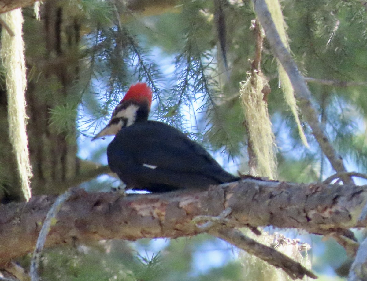 Pileated Woodpecker - ML638646298