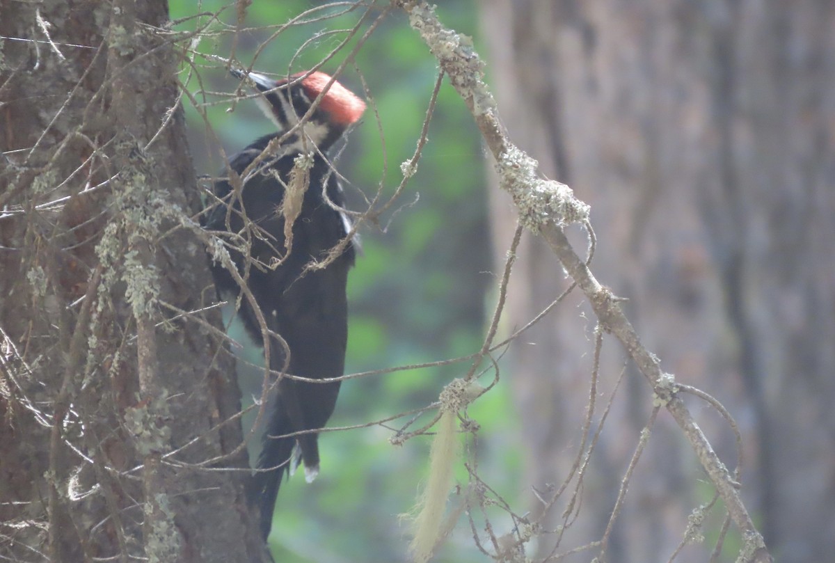 Pileated Woodpecker - ML638646299
