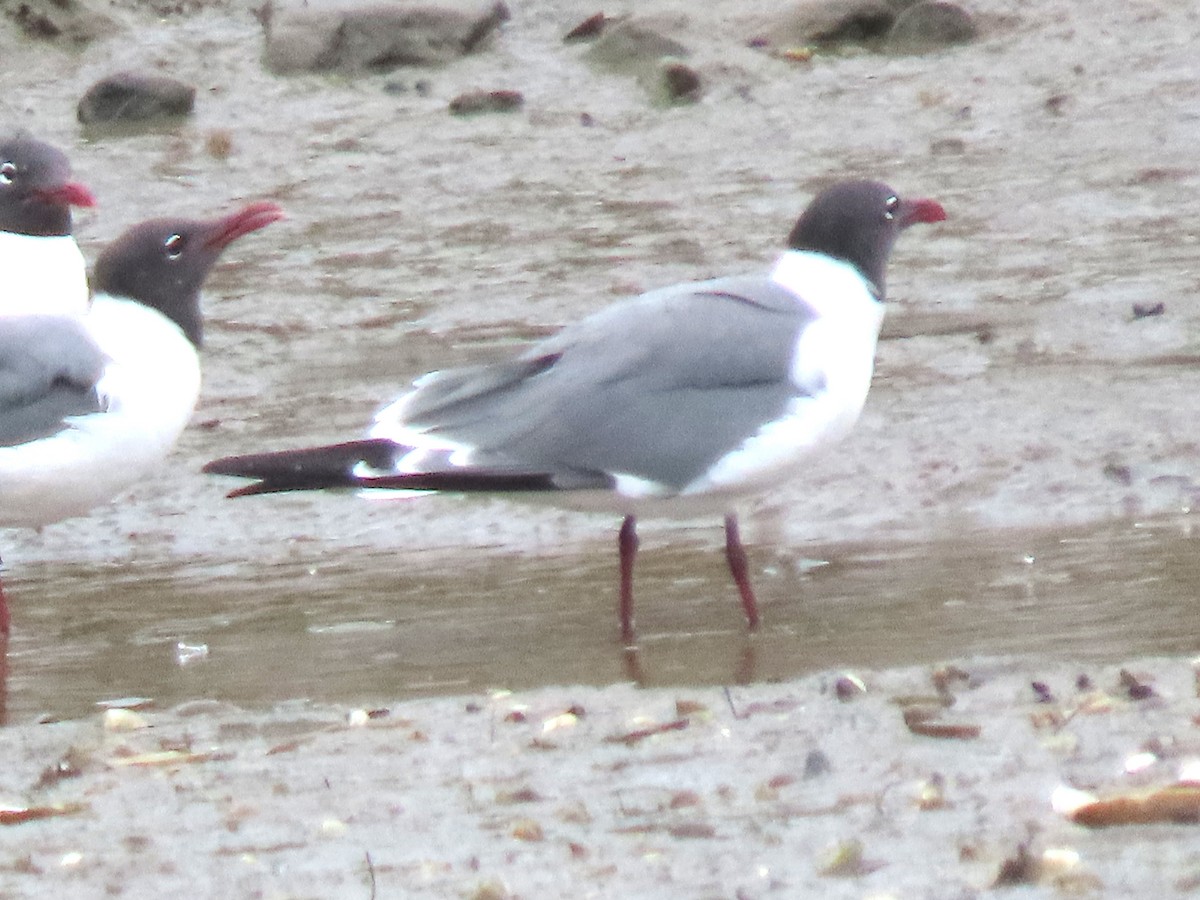 Laughing Gull - ML638646326