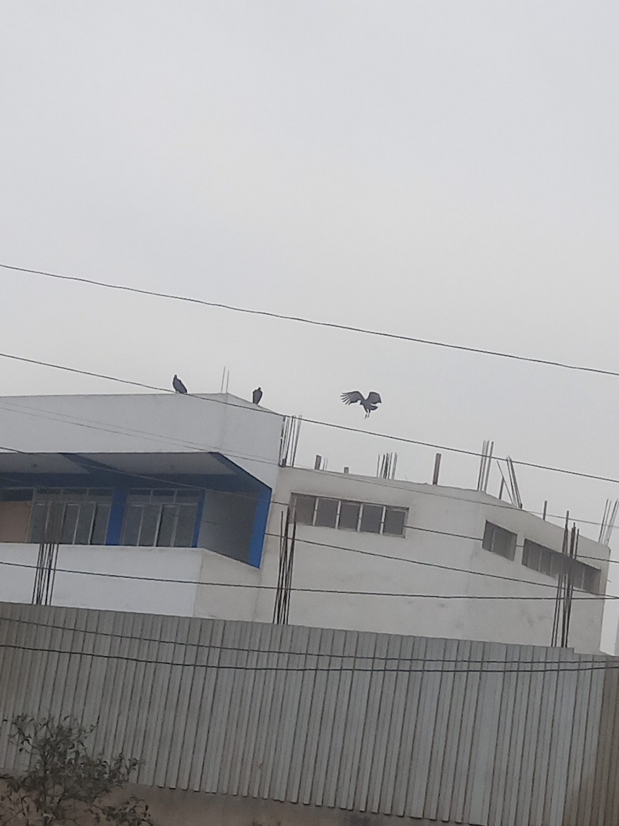 Black Vulture - ML638646342