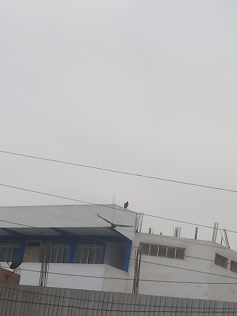 Black Vulture - ML638646343