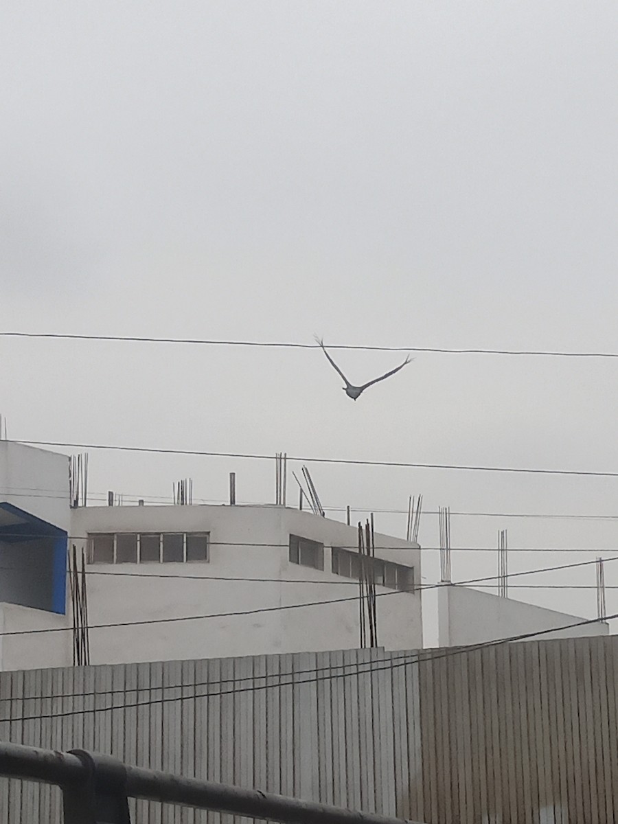 Black Vulture - ML638646346