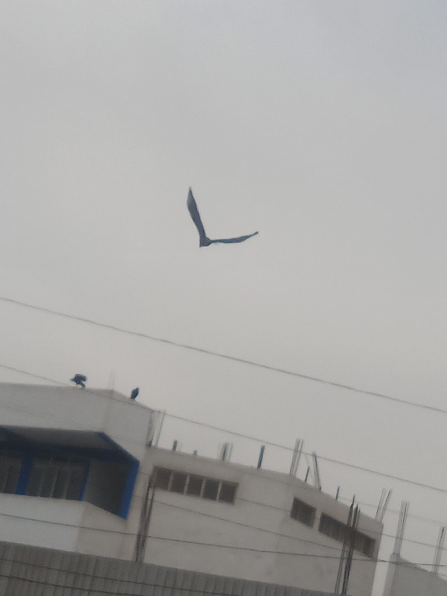 Black Vulture - ML638646348