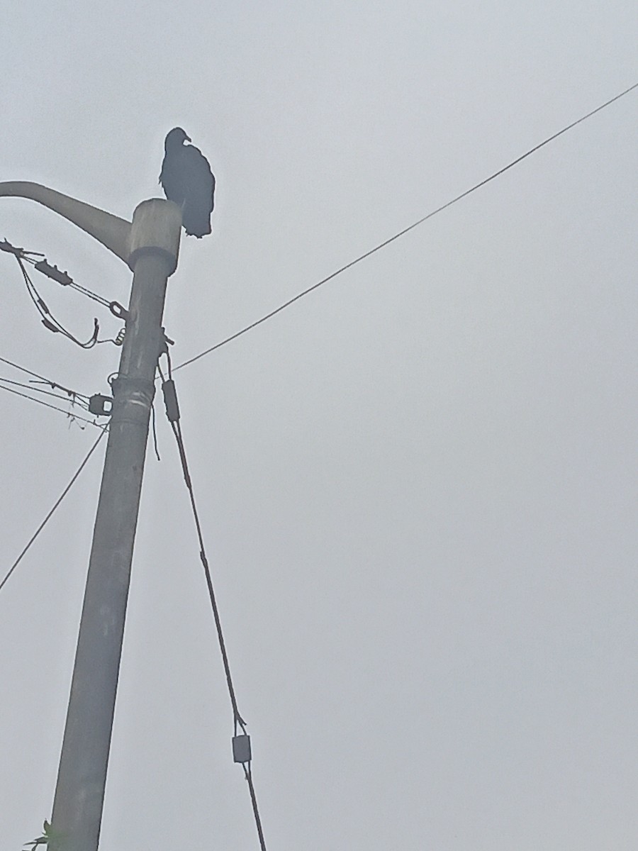 Black Vulture - ML638646349