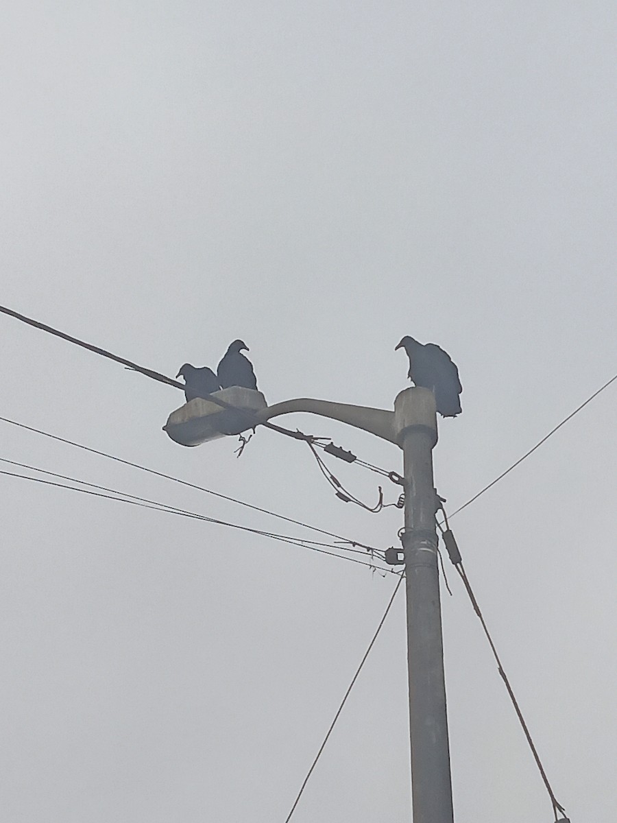 Black Vulture - ML638646351