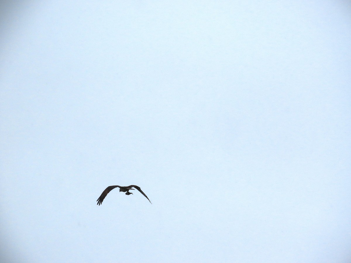 Osprey - ML638646352