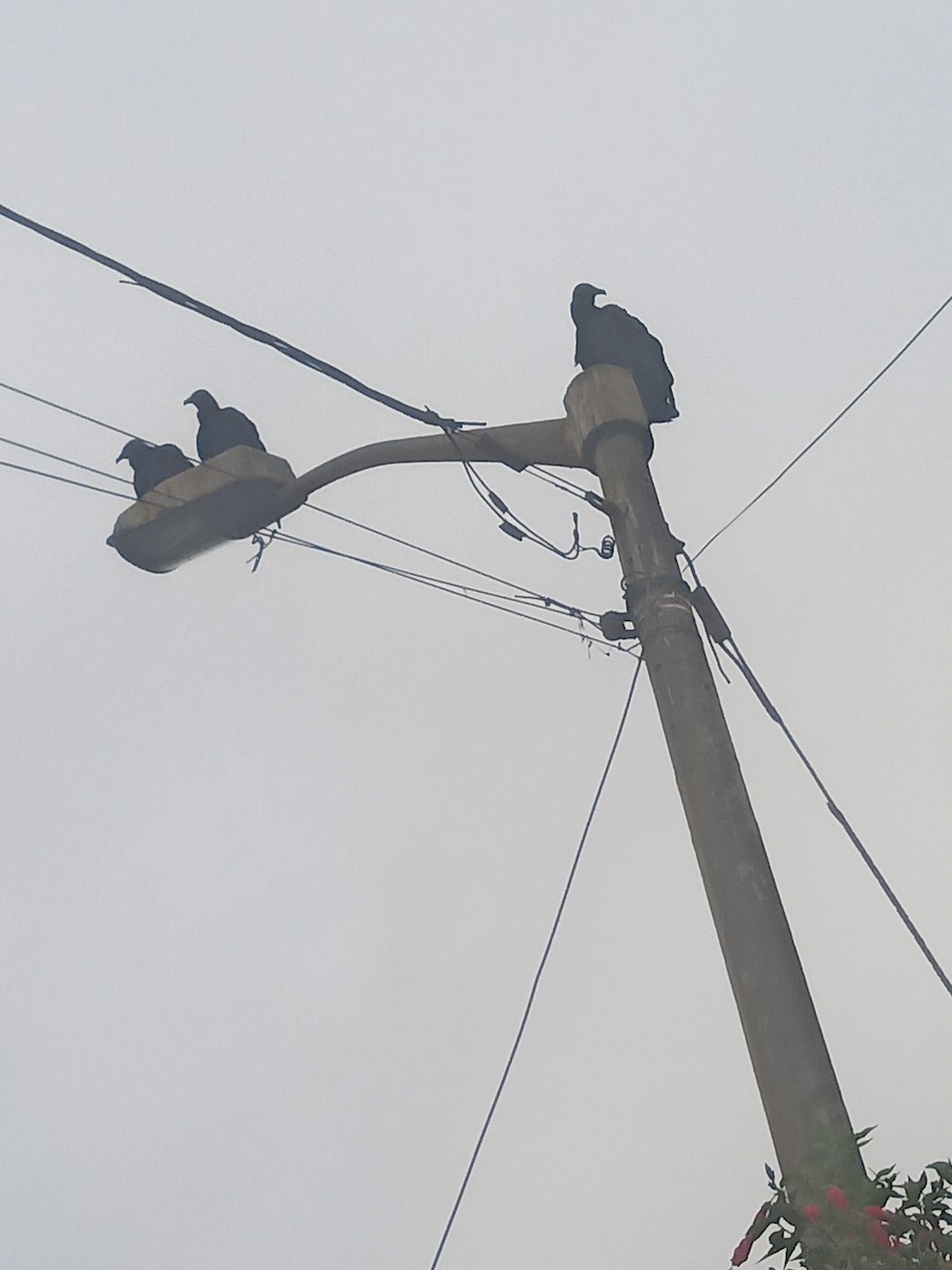 Black Vulture - ML638646353