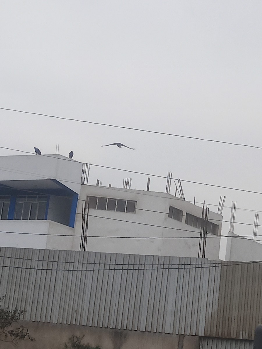 Black Vulture - ML638646355